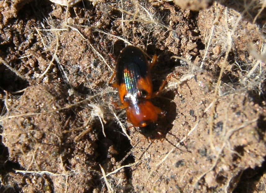 Piccolissimo carabidae multicolore - Stenolophus teutonus